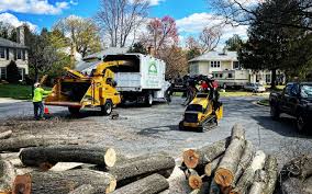 Best Storm Damage Tree Cleanup  in Washington Terrace, UT