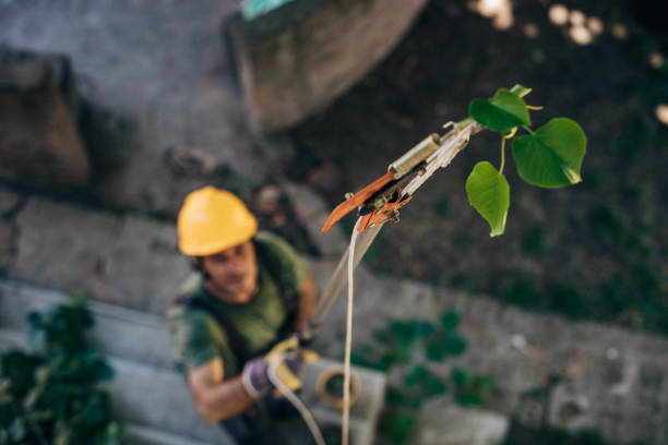 Trusted Washington Terrace, UT  Tree Services Experts