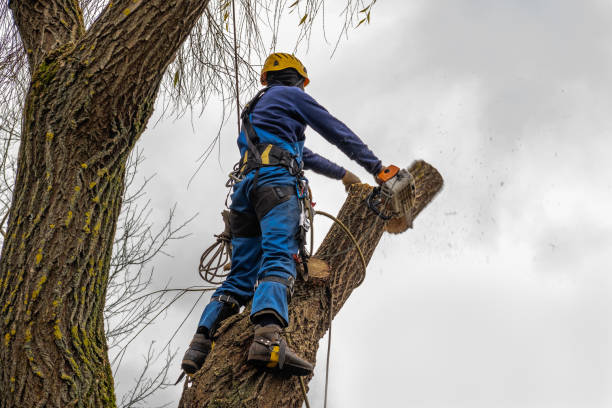 Best Aeration Services  in Washington Terrace, UT