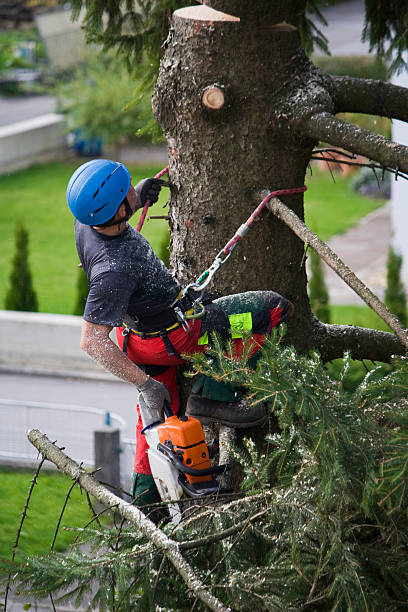 Best Lawn Irrigation Installation and Maintenance  in Washington Terrace, UT