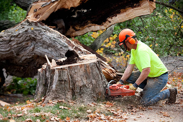 Why Choose Our Tree Removal Services in Washington Terrace, UT?