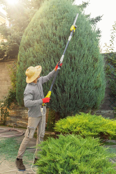 Best Tree Preservation Services  in Washington Terrace, UT