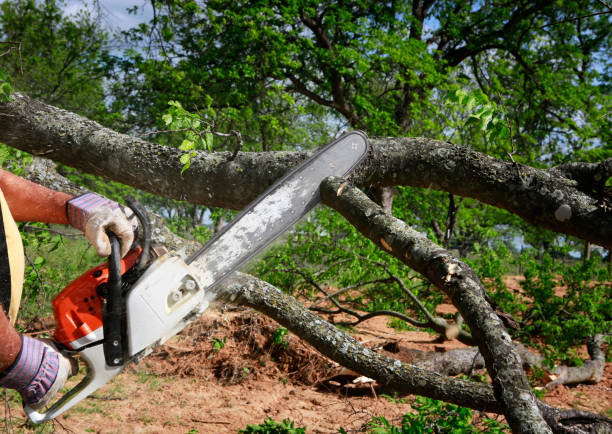 Best Tree Removal Service  in Washington Terrace, UT